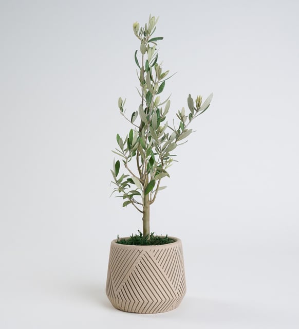 Geometrik Çizgili Saksıda Zeytin Ağacı Bonsai